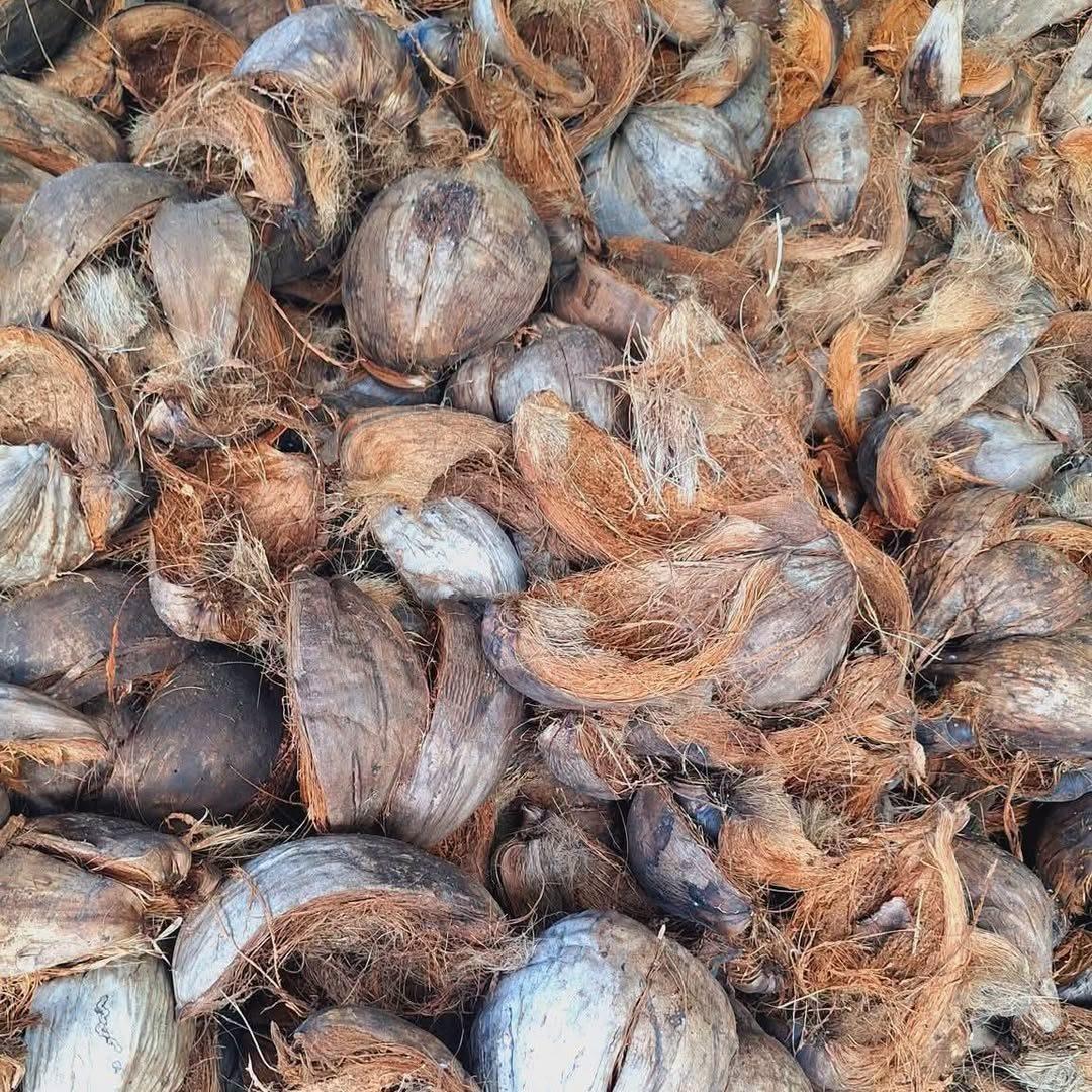Tas de coques de coco vides récupérées